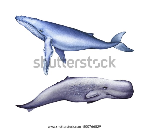 ブルークジラのイラスト マッコウクジラ 水彩画 白い背景に分離型 のイラスト素材