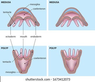 Iilustration of structure similarities and differences between polyp and medusa.