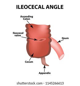 Ileocecal Valve Images Stock Photos Vectors Shutterstock