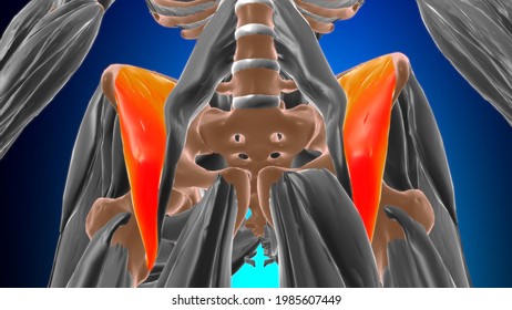 Iliacus Muscle Anatomy For Medical Concept 3D Illustration