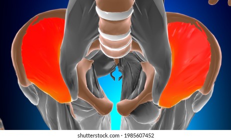 Iliacus Muscle Anatomy For Medical Concept 3D Illustration