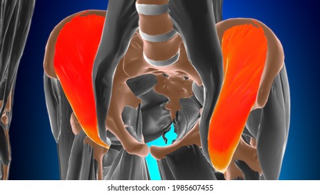 Iliacus Muscle Anatomy For Medical Concept 3D Illustration