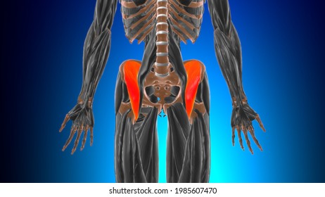 Iliacus Muscle Anatomy For Medical Concept 3D Illustration