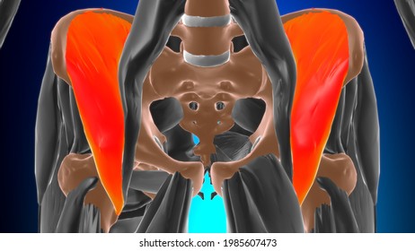 Iliacus Muscle Anatomy For Medical Concept 3D Illustration