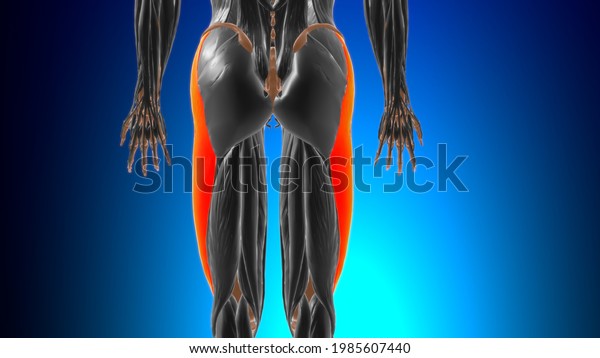 Iliotibial Tract Band Anatomy Medical Concept Stock Illustration ...