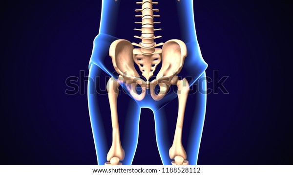 Ilium bone, hip bone or pelvis.
Human anatomy, bone skeletal structure x ray. 3D
illustration.
