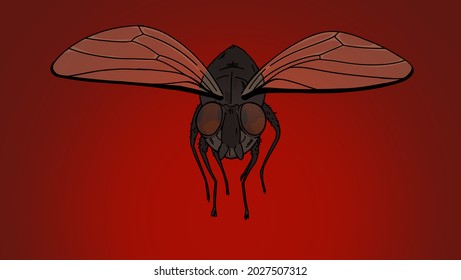 An illustaion of a fly facing the viewer