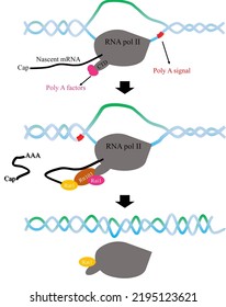 Illustation Of Transcription Termination Step.