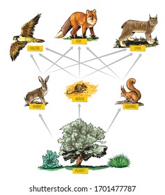 Illustrated Example Of Food Chain In Forest.