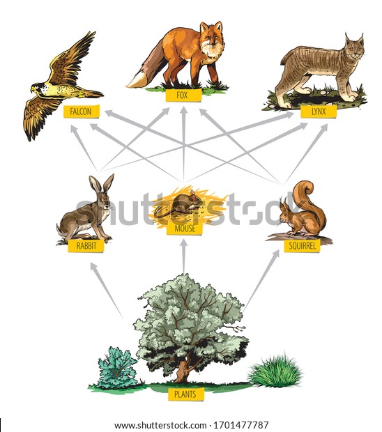 Illustrated example of\
food chain in\
forest.