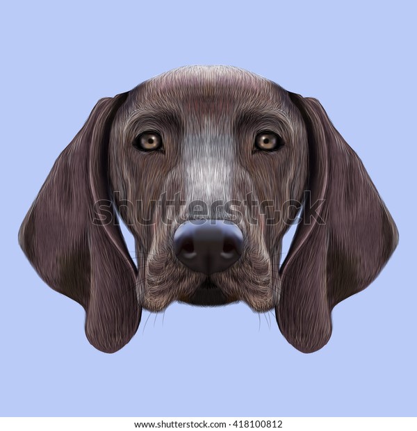 Illustrated Portrait German Shorthaired Pointer Cute Stock