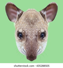 Illustrated Portrait Of Tapir. Cute Face Of Young Wild Tapir On Green Background.