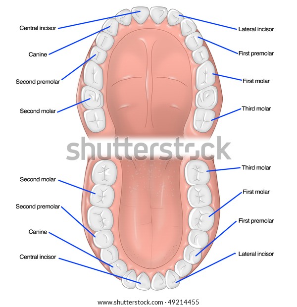 Illustrated Teeth Diagram Labels Stock Illustration 49214455
