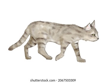 Illustration Of African Wildcat On White