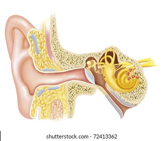 Illustration of the anatomy of the ear