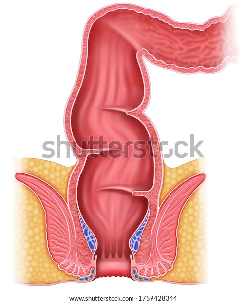 Illustration of the anatomy of\
the rectum and anus. The last portion of the rectum between the\
colon and the anal canal that represents the end of the digestive\
tract.
