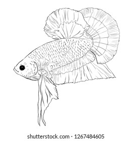 Illustration Of A Animal - Betta Fish Line Art