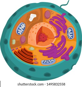 Illustration Of Animal Cell For Book Illustrations