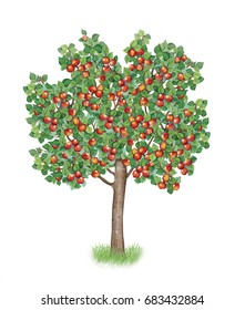 illustration of an apple tree (malus domestica)
