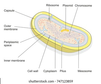 174 Plasmid isolation Images, Stock Photos & Vectors | Shutterstock