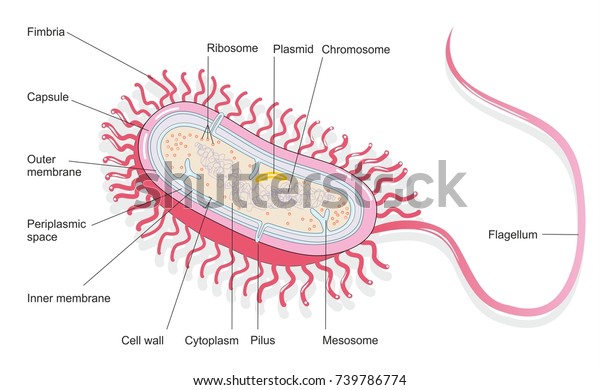 Illustration Bacterial Cell Structure Shows Cell Stock Illustration ...