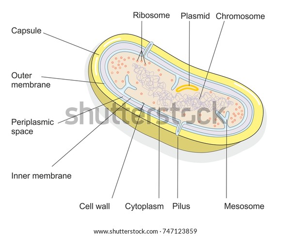 Illustration Bacterial Cell Structure Shows Cell Stock Illustration ...