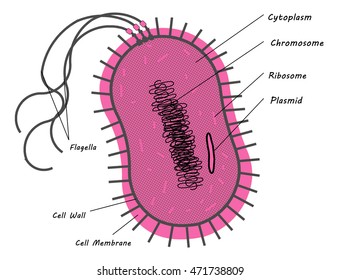 Bacteria Cell Structure Prokaryotic Cell Archaea: เวกเตอร์สต็อก (ปลอด ...