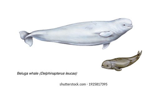 Illustration Of Beluga Whale (Delphinapterus Leucas) Adult And Young