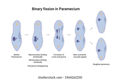 Illustration Of Binary Fission Of Paramecium.