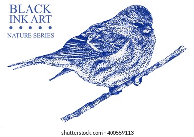 Illustration With Bird Redpoll Drawn By Hand With Black Ink. Graphic Drawing, Pointillism Technique
