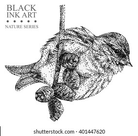 Illustration With Bird Redpoll Drawn By Hand With Black Ink. Graphic Drawing, Pointillism Technique
