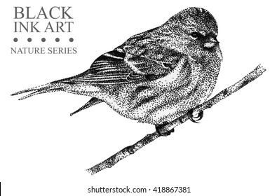 Illustration With Bird Redpoll Drawn By Hand With Black Ink. Graphic Drawing, Pointillism Technique. Element For Design
