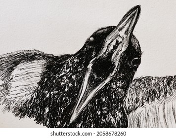 Illustration - a black crow with a wide open beak. Drawing of a sinister screaming crow, drawn in pencil.