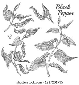  Illustration Of Black Pepper Plant With Leaves And Peppercorns Isolated On Background. Natural Spicy Seasoning For Eating. Botanical Hand Drawn Sketch For Labels And Packages In Engraving Style