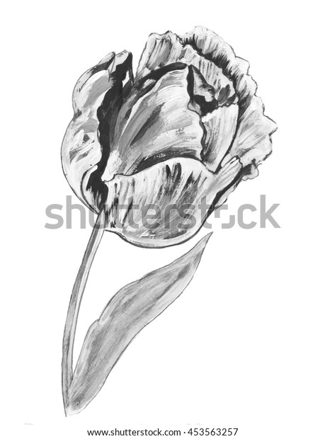 Illustration Black White Version Single Tulip Stock Illustration 453563257