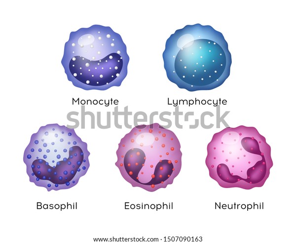 血液細胞のイラスト 単球 リンパ球 好酸球 好中球 好塩基球 のイラスト素材