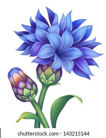 illustration blue cornflower and