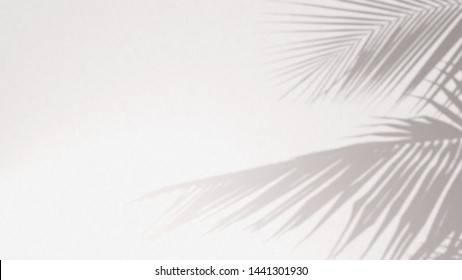 shadow coconut