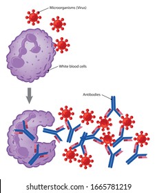 Illustration of body's immune response caused by its immune system being activated by antigens.