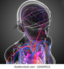 Illustration of brain circulatory system