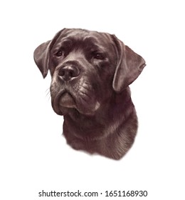 Illustration of the Cane Corso Dog isolated on white background. Italian Mastiff, a large breed. Watercolor Animal collection: Dogs. Hand Painted Illustration of Pet. Design template. Good for T-shirt