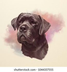 Illustration of the Cane Corso Dog, Italian Mastiff, a large breed. Watercolor Animal collection: Dogs. Dog Portrait - Hand Painted Illustration of Pet. Good for banner, T-shirt, card. Art background
