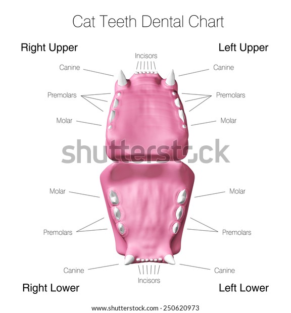 Cat Dental Chart