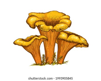 Set Edible Mushrooms Vector Illustration Drawn Stock Vector (Royalty ...
