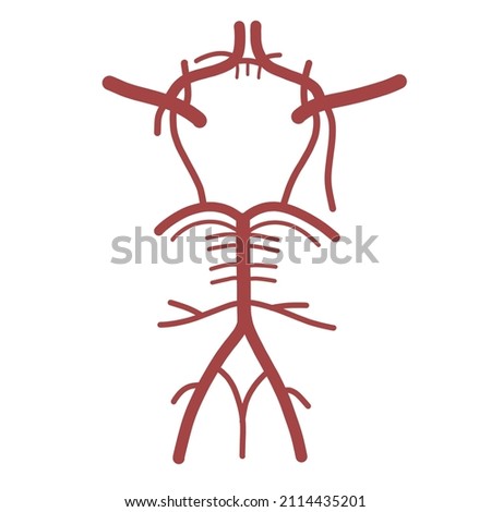 An illustration of Circle of Willis