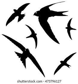 Illustration Collection Common Swifts Stock Illustration 473796127 ...