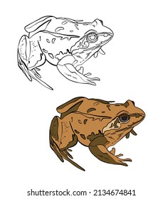 Illustration for coloring book in color   black   white  Drawing frog white isolated background  High quality illustration