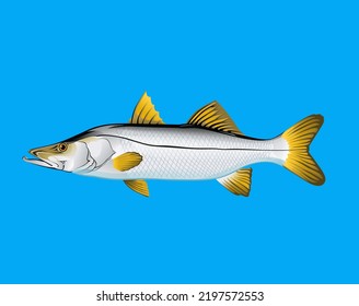 Illustration Of Common Snook Fish