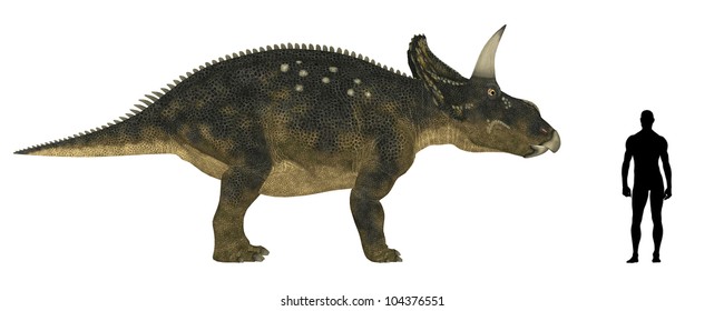 Illustration Of A Comparison Of The Size Of An Adult Nedoceratops (dinosaur Species Formerly Known As Diceratops) With An Average Adult Male Human (1.8 Meters)