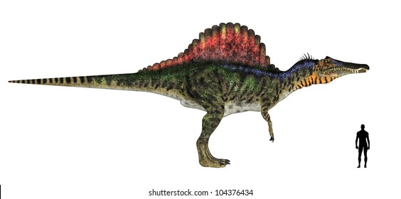 Illustration Of A Comparison Of The Size Of An Adult Spinosaurus (dinosaur Species) With An Average Adult Male Human (1.8 Meters)